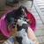 Bluetick Coonhound 9 thumbnail