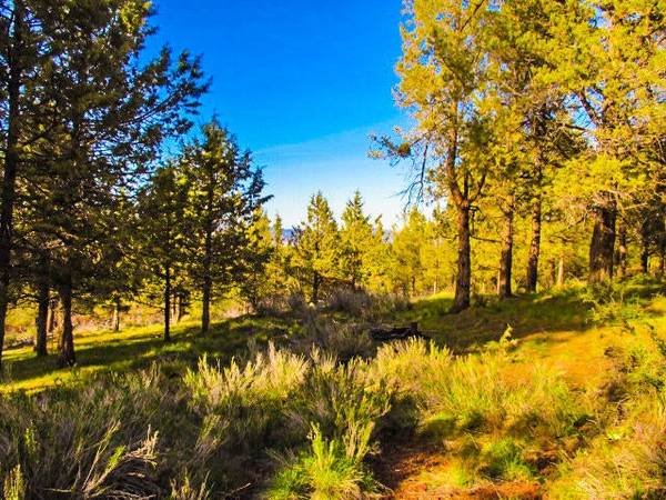 Prime Parcel with Well & Septic Approval MLS220198014 1