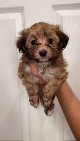 Adorable Maltipoo (alameda)63909865606658120