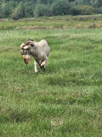 Goat (Interlachen)64309574724610121