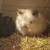 Angora/ silver fox/ rex lionhead bunnies/meat rabbits (black, otters) 9 thumbnail