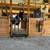 Spotted Saddle Horse 4 thumbnail