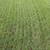 Core Aerating & Overseeding 2 thumbnail
