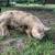 Kune Kune Piglets-Troy 14 thumbnail