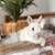 Netherland Dwarf Bunnies 2 thumbnail