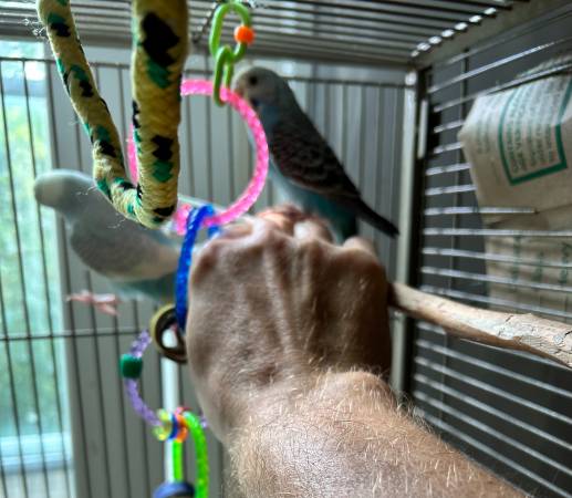 Baby Parakeet (60)63857555343619121