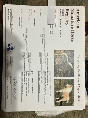 30” AMHR registered 4 year old pintaloosa colt 1