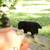 Border Collie Austrailian Shepards (Border Aussie) 8 thumbnail