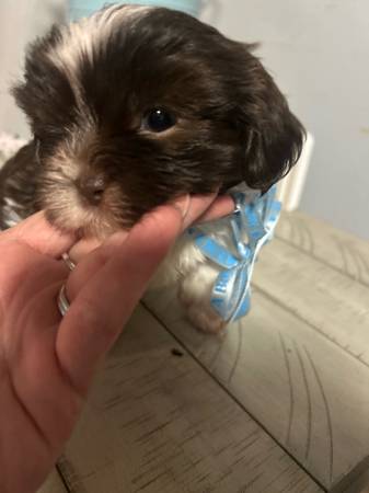 Shihtzu (Enterprise)64018041462786120