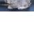 Rabbits 1 thumbnail