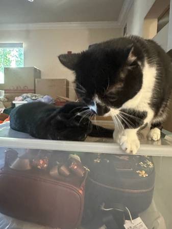 Rehomeing Cats (dublin / pleasanton / livermore)63786455928705120