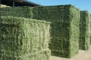alfalfa hay 1