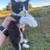 Kittens 2 thumbnail