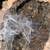 Tarantulas 4 thumbnail