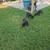 Doberman Pups / Rehoming 6 thumbnail