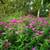 SPIREA Bushes 2 thumbnail