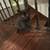 2 kittens white black and black cat cats 6 thumbnail