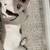English bulldog 1 thumbnail