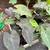 Elephant ear variations 4 thumbnail