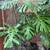 Monstera 3 thumbnail