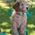mini goldendoodle 9 thumbnail