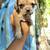 Pug/Dapple Chiweeni mix  OBO/OMO 7 thumbnail