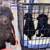 Miniature/Toy Poodle Puppies 7 thumbnail
