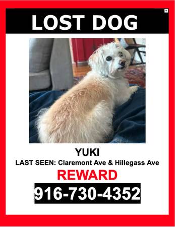LOST ELDERLY DOG - WHITE / POODLE MIX / FEMALE - $$ Reward $$ (CLAREMONT)64182780496899120