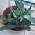 Terracotta pots with jade, aloe, Gasteria & tiger tooth aloe 3 thumbnail