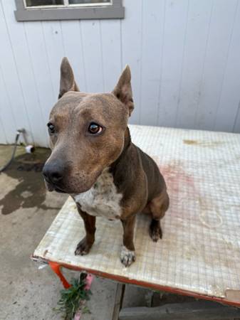 Almost 2 years need gone asap 50$ (Sacramento)63848981299203123