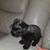 Minature schnauzer 8 thumbnail