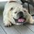 EXPERIENCED DOG HANDLERS, PAID OPPORTUNITY TO DOG FOSTER! SAVE A LIFE! 10 thumbnail