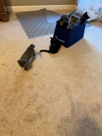 8 Week Kittens - ready for new home (Winterville)63897334680322122