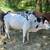 Rare Minature Zebu Cows! 11 thumbnail