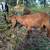 Nigerian Dwarf & Boer goats 6 thumbnail