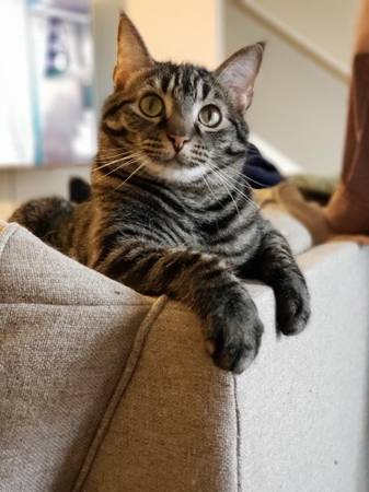 Cat lost in Poway 1