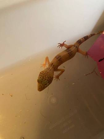 Geckos y Serpiente63660366599171121