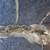 Horse clipping, plaiting/braiding, and sheath cleaning 4 thumbnail