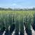 privacy hedge Plants 10 thumbnail