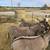 Miniature donkey 3 thumbnail