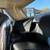 1964 Ford Thunderbird SKU:AA1126 18 thumbnail