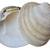 NATURAL Extra Large 5" Qhahogs Clam Sea Shell PAIR   Salt Cellars Art 2 thumbnail