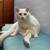 Loving, Dependable Pet Sitter 1 thumbnail
