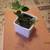 HOYA CUMMINGIANA 1 thumbnail