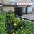 Plant Professionals - Outdoor & Indoor 10 thumbnail