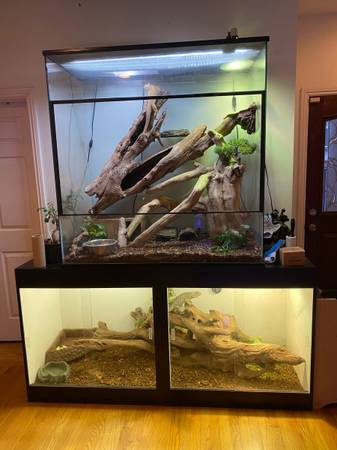 iguana albina (Oakland)63861571915137121