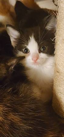 Multiple color baby kittens to rehome.63795938672771120