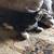 Siamese Maine Coon 11 thumbnail