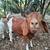 Nanny goat doe Boer Nubian 5 years old 3 thumbnail