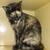 Available for adoption! Goldie & Papis' Animal Rescue 4 thumbnail